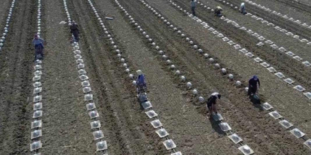 Sofraya gelme süreci en zahmetli ürün! Çiftçi büyük emek harcıyor 2